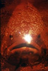 grouper in red by Sergio Loppel 